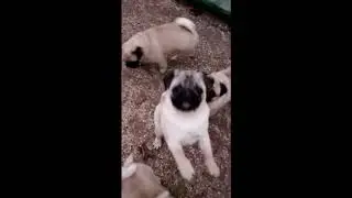 Лаванда и Стутгард во дворе