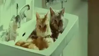 Bir Kediyi Evde Tek Bırakırsanız Sonu Böyle Olur