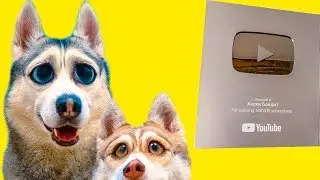 У НАС УКРАЛИ СЕРЕБРЯНЫЕ КНОПКИ YOUTUBE!!! (Хаски Бандит)