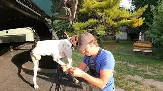 How to Trim and Keep Dog Nails Clean