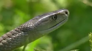 The black mamba is the most dangerous snake in the world! Interesting facts about the black mamba
