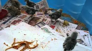 Chicks eating spaghetti