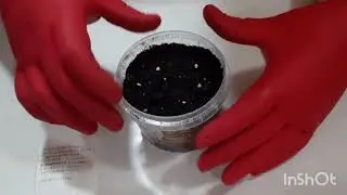 Баклажан Оранжевый из семян #баклажанизсемян