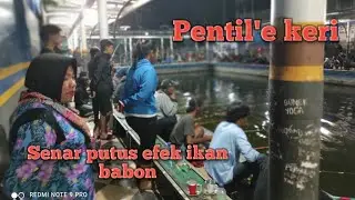 FULL STRIKE MASTER IKAN LELE DI KOLAM PANCING HAPPY FAMILY,,,