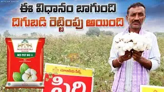 high density plantation in cotton/nuziveedu siri cotton/ తక్కువ విస్తీర్ణంలో ఎక్కువ దిగుబడి వస్తుంది