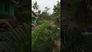 raw video of rain with palm tree leaves - full video on comment