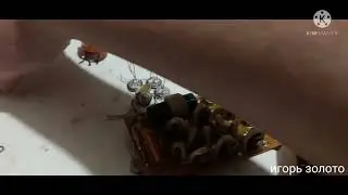 2× СССР Осциллографа С1-55,  74г и 79г разбор