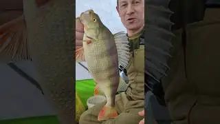 Огромный Окунь