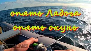 Опять Ладога, опять окунь/сезон 2024