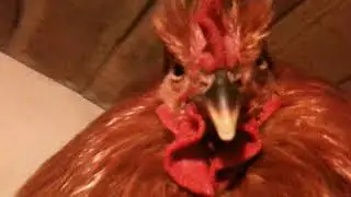 Братан, да у тебя с клюва течёт.