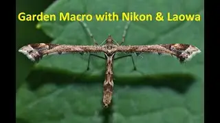 Garden Macro with Laowa 100 and Nikon Z6