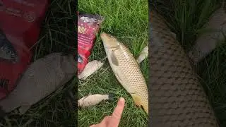 ДИКИЙ ВОДОЕМ, ОТЧЁТ О РЫБАЛКИ