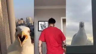 İnternete verien parayı hak eden videolar :D