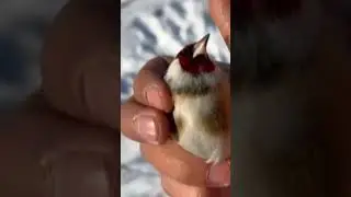 сиган черно головий щегол кокил
