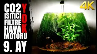 The fish have no place to swim - 9 Month - Planted Fish Bowl -  NO filter, NO CO2, NO Ferts
