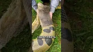 Why do snakes shed their skin? The reason is shocking! 🐍🦺😱 