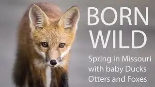 Born Wild