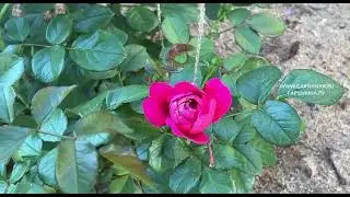 ЧТО ДЕЛАТЬ С РОЗАМИ В ИЮЛЕ🌹