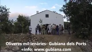 Oliveres mil.lenàries amb Gubiana dels Ports. Terres de l'Ebre
