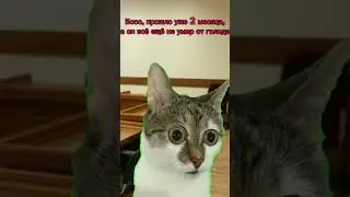 Молоко это полезно #рекомендации #котики #милота #актив