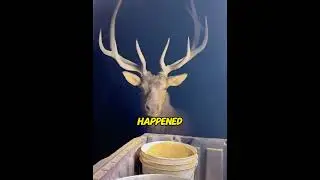 Desperate elk blocked cars to save trapped mate! Left its massive antler as thanks!😭❤️