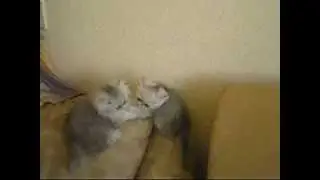 персидские шиншилловые котята израильского питомника