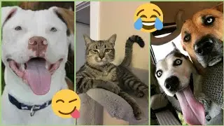 лучшие приколы про животных 🐱отличное настроение обеспеченно
