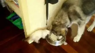 Harvey and Loki - Playing 6.