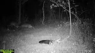 Kentucky Whitetail Buck Fight Caught on Trail Camera