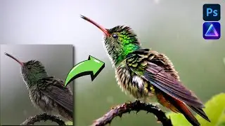 How To Edit Wildlife Pictures with Luminar Neo and Photoshop | Photo Editing Tutorial Example