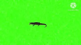 Crocodile 🐊 die green screen animation animal video #copyrightfree green screen animal die video