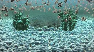 GLUT exiting Membrane.mov