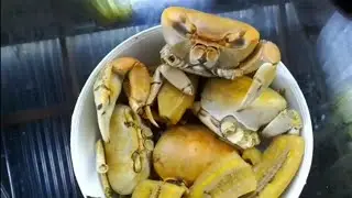 pesca de cangrejos azules con trampas y cosinando