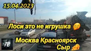 15.04.2023  Лоси это не игрушка 🤭 Москва Красноярск Сыр 🧀