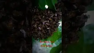 Arılar Oğul Veriyor Kraliçe arı göründü.