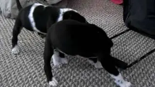 Sibling Wrestling