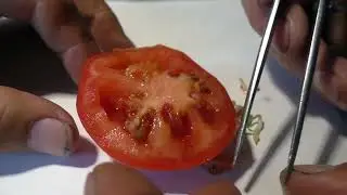 Интересный  помидор