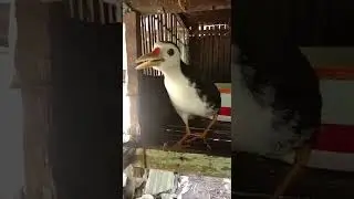 RUAK-RUAK BUAT PIKAT
