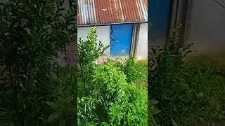 खतरा सर्प घर भित्र ढोकाबाट छिर्न खोज्दै ।सबैले आफ्नो घरको झ्याल ढोका राम्रोसँग बन्द गरौं जनचेतना को