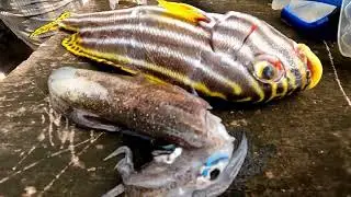 spear diving North west Guadalcanal |  solomon Islands