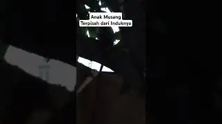 Anak Musang Terpisah dari Induknya