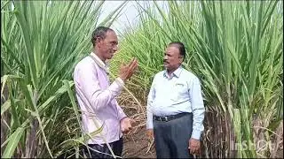 नेटाफिम ठिबक वर ऊस लागवड