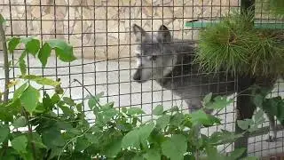 Канадская волчица Ева подошла поздороваться! Парк львов 