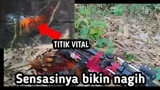 BEKIKUK 🐓 Waktu yg tepat berburu ayam hutan merah jawa