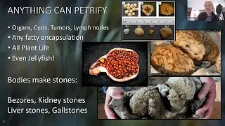 Biogeology 101 - A Critical View of Mainstream Geological Narratives