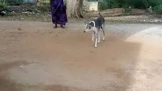 12 years old kombai dog roming