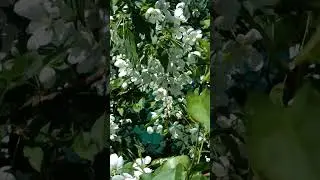 ПЧЕЛЫ К НАШЕЙ ЯБЛОНЬКЕ ЛЕТЯТ 