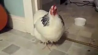 Петух чихнул