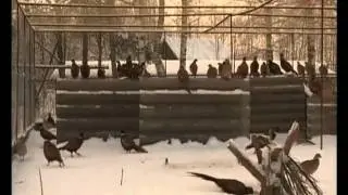 Разведение фазанов видео обучение uroki online com