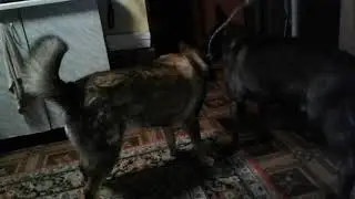 Жизнь с животными. Собаки играют.